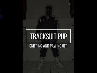 Tracksuit pup pawing off sniffing sneakers